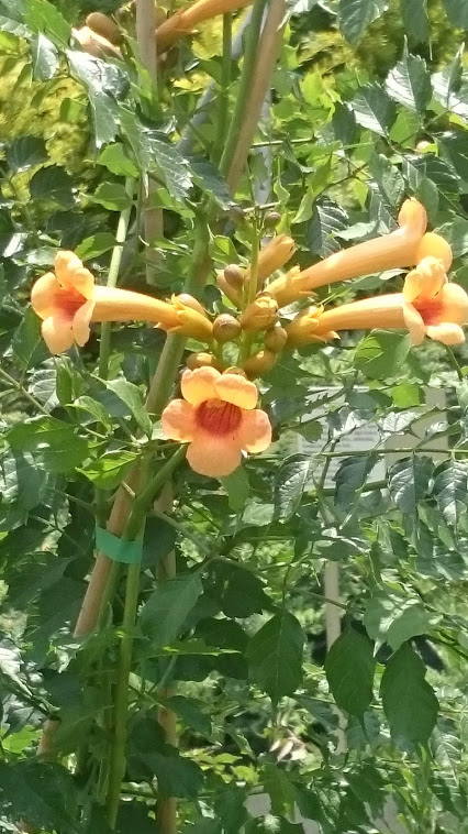 Campsis radicans trombita folyondár