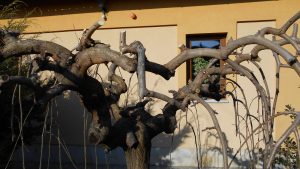 Pendula díszfák metszése Pendula díszfák metszése