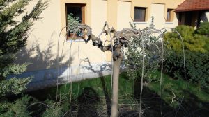Pendula díszfák metszése Pendula díszfák metszése