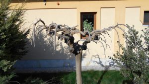 Pendula díszfák metszése Pendula díszfák metszése