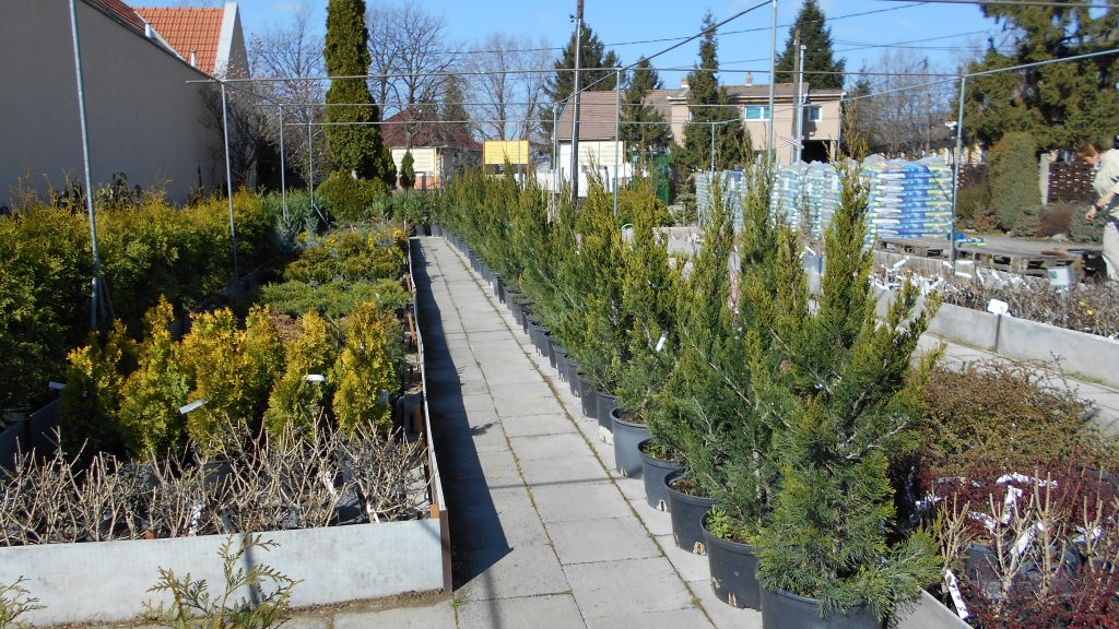 Juniperus chinensis ’Spartan’