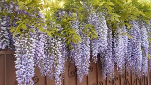 Kúszó akác-Wisteria Kúszó akác-Wisteria