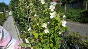 Philadelphus Belle Etoile Philadelphus Belle Etoile