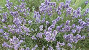 Levendula-Lavandula Levendula-Lavandula