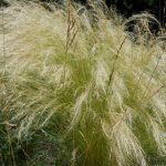 Árvalányhaj-Stipa Árvalányhaj-Stipa