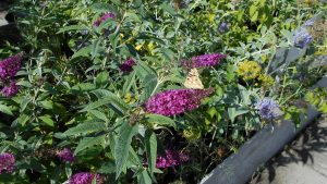 Buddleja davidii 'Miss Ruby' Buddleja davidii 'Miss Ruby'