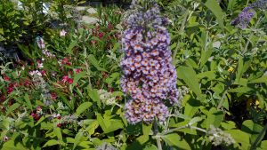 Buddleja davidii'Flower Power' Buddleja davidii'Flower Power'