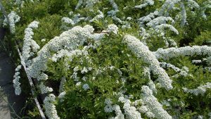 Spiraea cinerea ’Grefsheim’