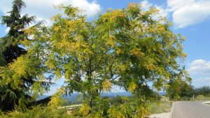 Gleditsia triachantos 'Sunburst' Gleditsia triachantos 'Sunburst'