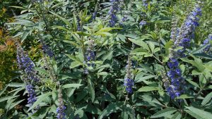 Vitex-Barátcserje Vitex-Barátcserje