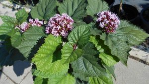 Végzetfa-Clerodendrum Végzetfa-Clerodendrum