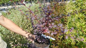 Berberis t. 'Atropurpurea Nana' Berberis t. 'Atropurpurea Nana'
