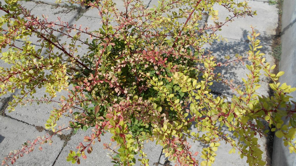 Berberis thunbergii ’Natasza’
