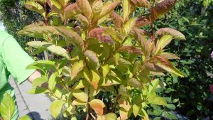 Weigelia florida 'Wings of Fire' Weigelia florida 'Wings of Fire'