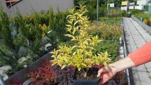 Forsythia intermedia 'Golden Times' Forsythia intermedia 'Golden Times'