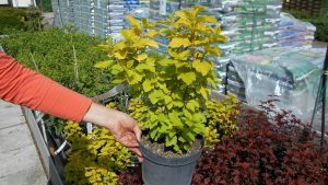 Physocarpus opulifolius 'Luteus' Physocarpus opulifolius 'Luteus'