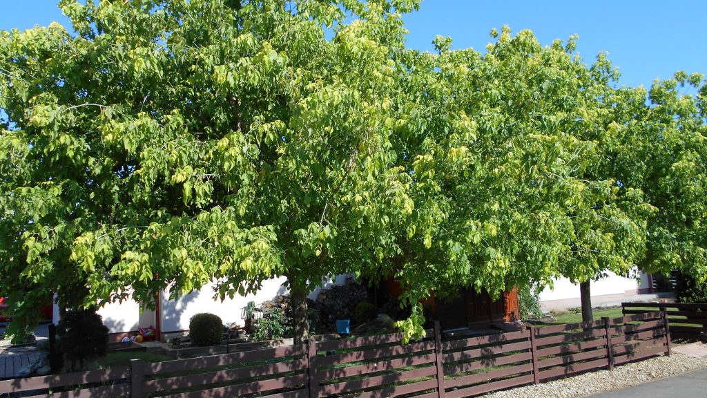 Acer negundo ‘Kelly’s Gold’