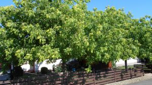 Acer negundo ‘Kelly’s Gold’ Acer negundo ‘Kelly’s Gold’