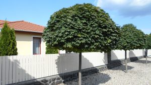 Acer platanoides Globosum Acer platanoides 'Globosum'