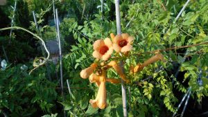 Campsis radicans 'Yellow Trumpet' Campsis radicans 'Yellow Trumpet'