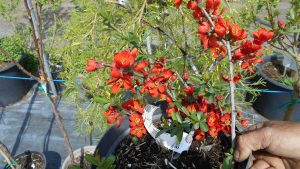 Chaenomeles x superba Crimson and Gold Chaenomeles x superba Crimson and Gold