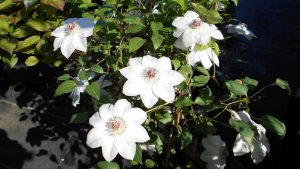 Clematis Clematis