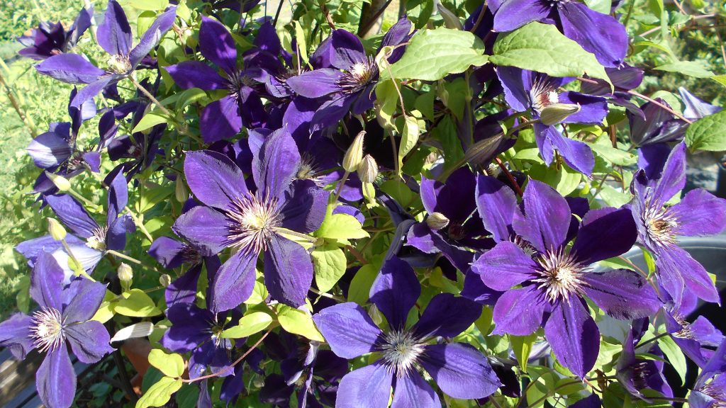 Clematis iszalag Clematis iszalag