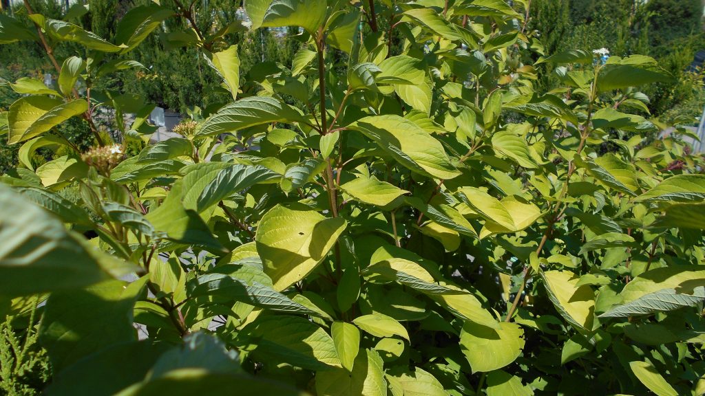 Cornus alba 'Aurea'