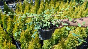 Cotoneaster dammeri ’Cardinal’ Cotoneaster dammeri ’Cardinal’