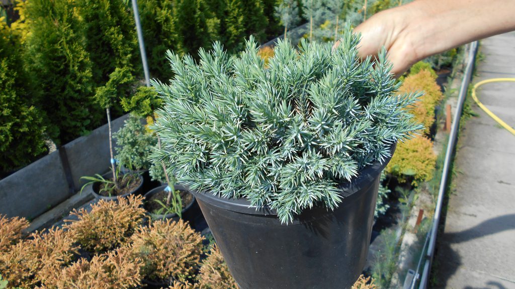 Juniperus squamata Blue Star