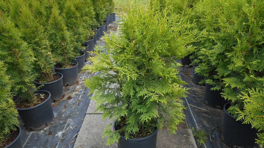 Thuja occidentalis Brabant