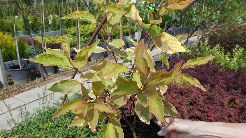 Cornus alba Spaethi sárga-tarka som