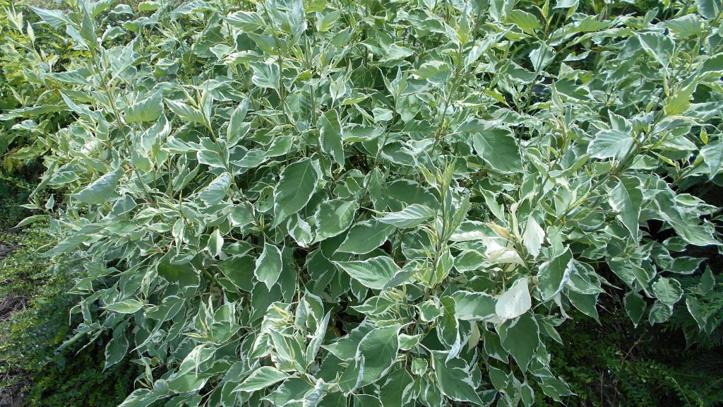 Cornus alba 'Elegantissima' – fehér-tarka levelű som.