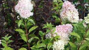 Hydrangea paniculata 'Vanille Fraise'
