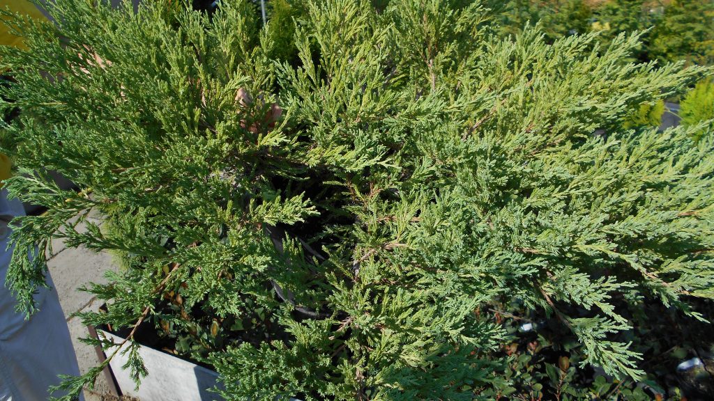 Juniperus horisontalis ’Andorra Compacta’