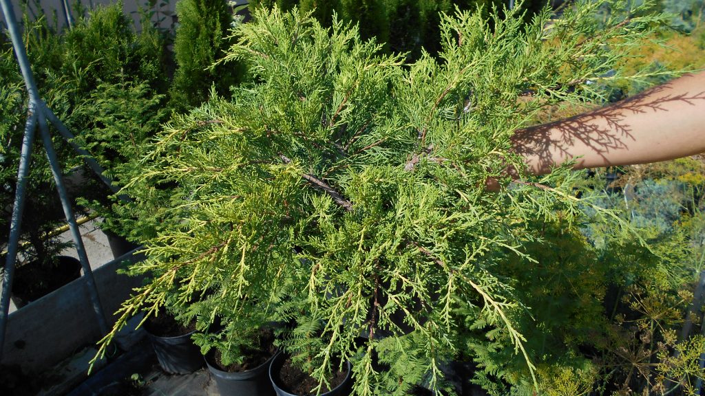Juniperus × pfitzeriana 'Gold Coast'