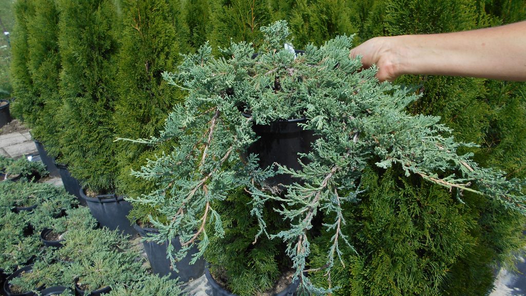 Juniperus horizontalis ’Wiltonii’