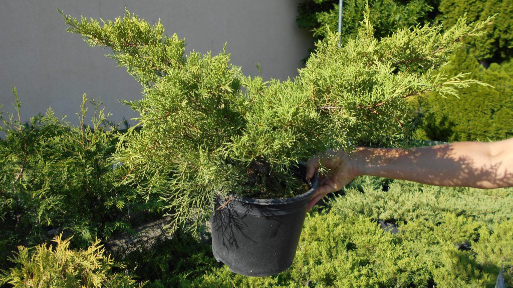 Juniperus x media ‘Old Gold’