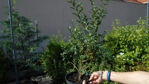 Ligustrum vulgare ’Atrovirens’ Ligustrum vulgare ’Atrovirens’