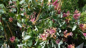 Lonicera x heckrottii 'American Beauty' Lonicera x heckrottii 'American Beauty'