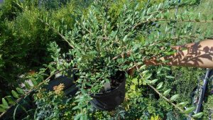 Lonicera nitida 'Maigrün' Lonicera nitida 'Maigrün'