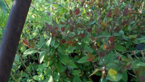 Lonicera japonica 'Purpurea' Lonicera japonica 'Purpurea'