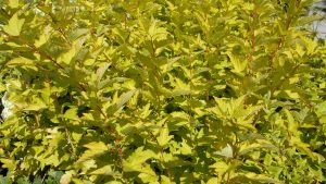 Physocarpus Luteus