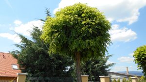 Robinia pseudoacacia 'Umbraculifera' Robinia pseudoacacia 'Umbraculifera'