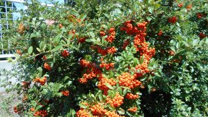 Pyracantha Orange Glow