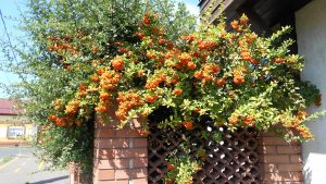 Pyracantha-tűztövis sövény Pyracantha-tűztövis sövény