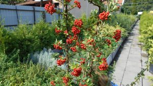 Pyracantha coccinea ’Red Column’ Pyracantha coccinea ’Red Column’