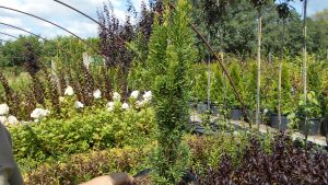 Taxus baccata ’Fastigiata Robusta’ Taxus baccata ’Fastigiata Robusta’