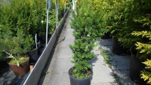 Taxus x media 'Hicksii' Taxus x media 'Hicksii'