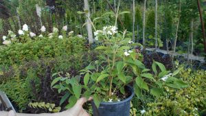 Viburnum plicatum ‘Watanabe’ Viburnum plicatum ‘Watanabe’